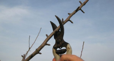 Jak správně formovat korunu jabloně